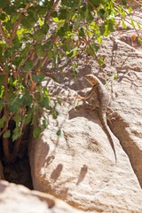 Small lizard sunning on a rock next to a bush

