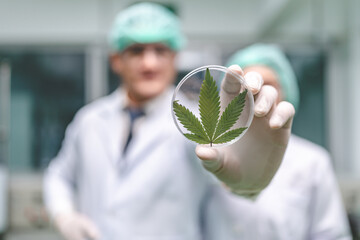 medical scientist with cannabis hemp research in medicine laboratory to make a herbal extract CBD...