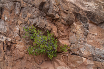 Bush growing out of rock wall