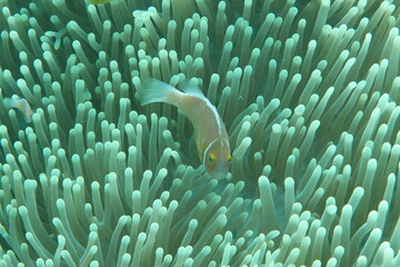 Scuba diving on the reefs of Majuro,Marshall islands.