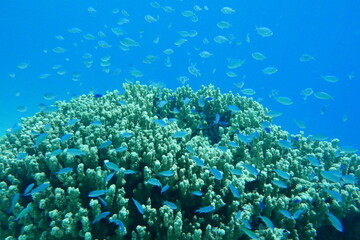 Scuba diving on the reefs of Majuro,Marshall islands.