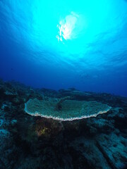Scuba diving on the reefs of Majuro,Marshall islands.