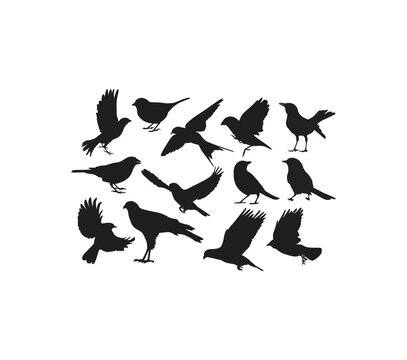 Bird Silhouettes Animal, art vector design
