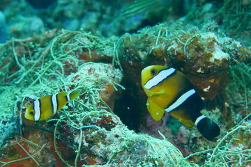 Fototapeta na wymiar Scuba diving on the reefs of Majuro,Marshall islands.