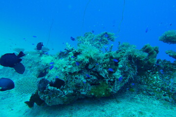 Scuba diving on the reefs of Majuro,Marshall islands.