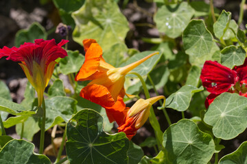 Orange Flower in a Garden