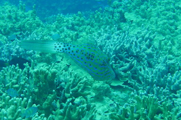 Scuba diving on the reefs of Majuro,Marshall islands.