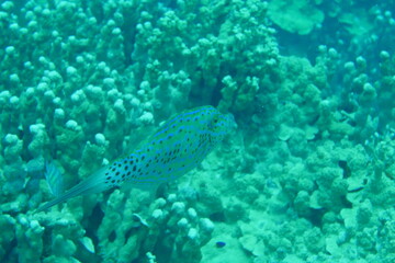 Scuba diving on the reefs of Majuro,Marshall islands.