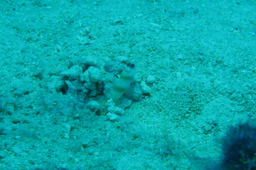 Scuba diving on the reefs of Majuro,Marshall islands.