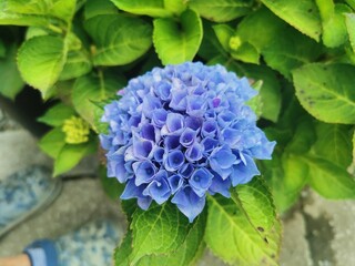 blue hydrangea flower