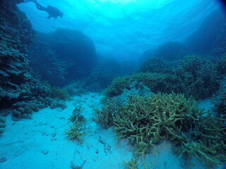 Scuba diving on the reefs of Majuro,Marshall islands.