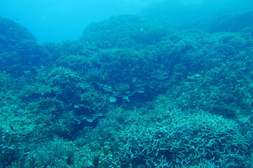 Naklejka na ściany i meble Scuba diving on the reefs of Majuro,Marshall islands.