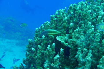 Scuba diving on the reefs of Majuro,Marshall islands.