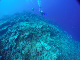 Scuba diving on the reefs of Majuro,Marshall islands.