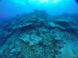 Scuba diving on the reefs of Majuro,Marshall islands.