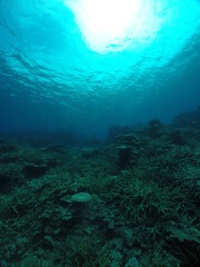 Scuba diving on the reefs of Majuro,Marshall islands.