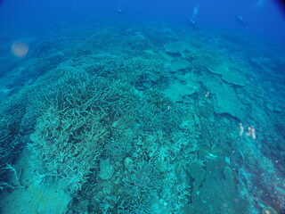 Scuba diving on the reefs of Majuro,Marshall islands.