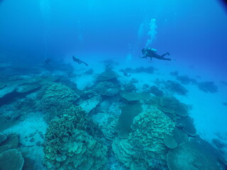 Fototapeta premium Scuba diving on the reefs of Majuro,Marshall islands.