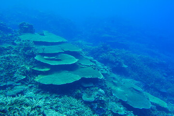 Scuba diving on the reefs of Majuro,Marshall islands.