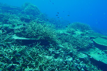 Scuba diving on the reefs of Majuro,Marshall islands.