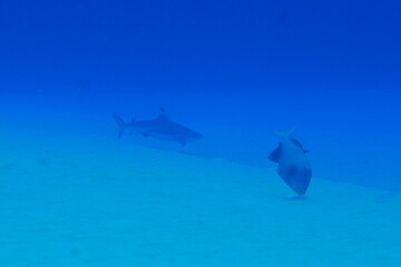 Scuba diving on the reefs of Majuro,Marshall islands.