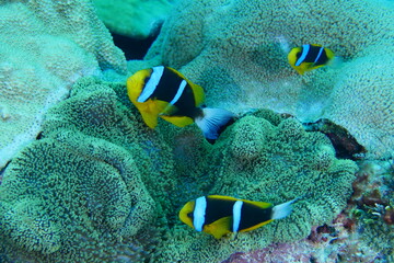 Scuba diving on the reefs of Majuro,Marshall islands.