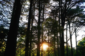 Obraz premium 夕日 sunset