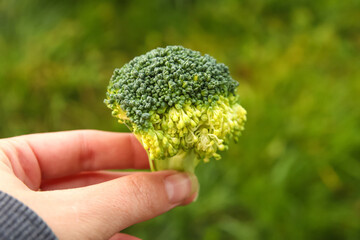 Naklejka na ściany i meble Defocus hand holding broccoli closeup nature background. Healthy Green Organic Raw Broccoli Florets Ready for Cooking. Macro. Out of focus