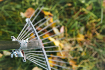 Defocus closeup rake. Rake with fallen leaves at autumn. Gardening during fall season. Cleaning...