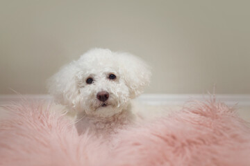 white poodle puppy with pink pillow