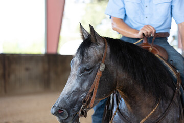 Grey Quarter Horse head breathing hard nostrils