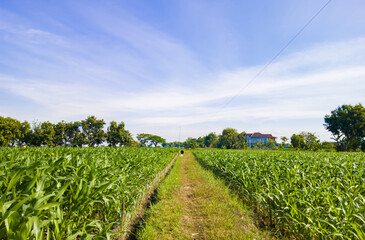 cornfield farming industry to serve as staple food for local farmers, young cornfield landscape and blue sky