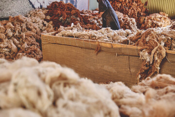 Woman Worker Sorting Brown Fibers in an Alpaca Wool Manufacturing Facility. Alpaca Wool Production...