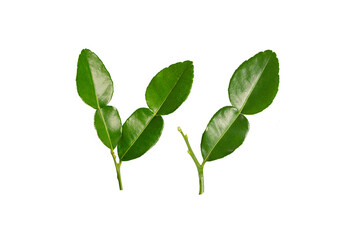 Kaffir leaves isolated on white background