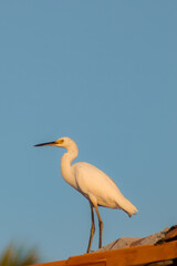 great blue heron