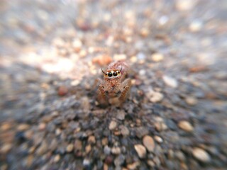 The eyes of spider 