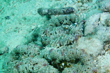 Scuba diving with Manta ray in Pohnpei, Micronesia（Federated States of Micronesia）