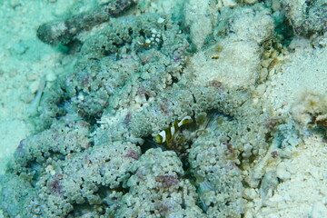 Scuba diving with Manta ray in Pohnpei, Micronesia（Federated States of Micronesia）