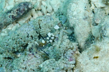 Scuba diving with Manta ray in Pohnpei, Micronesia（Federated States of Micronesia）