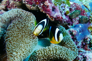 Scuba diving with Manta ray in Pohnpei, Micronesia（Federated States of Micronesia）
