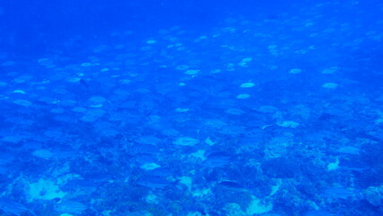 Scuba diving with Manta ray in Pohnpei, Micronesia（Federated States of Micronesia）