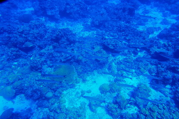 Scuba diving with Manta ray in Pohnpei, Micronesia（Federated States of Micronesia）