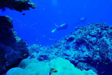 Scuba diving with Manta ray in Pohnpei, Micronesia（Federated States of Micronesia）