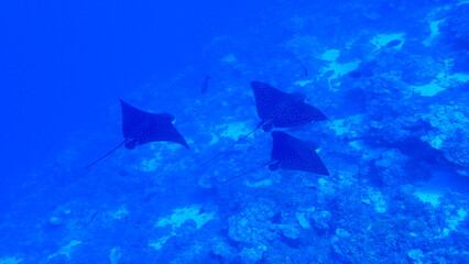 Scuba diving with Manta ray in Pohnpei, Micronesia（Federated States of Micronesia）