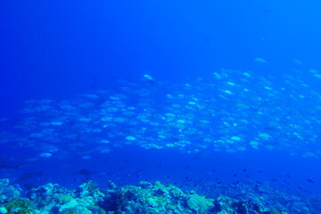 Fototapeta na wymiar Scuba diving with Manta ray in Pohnpei, Micronesia（Federated States of Micronesia）