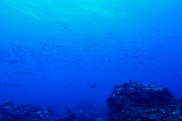 Fototapeta na wymiar Scuba diving with Manta ray in Pohnpei, Micronesia（Federated States of Micronesia）