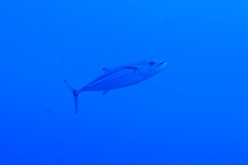 Scuba diving with Manta ray in Pohnpei, Micronesia（Federated States of Micronesia）