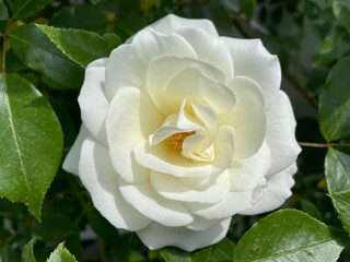 White rose of life