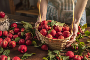 Woman in an apron in the kitchen is holding a basket with a fresh crop of red apples in her hands. Concept of an autumn cozy atmosphere, cooking dishes from organic healthy homemade apples