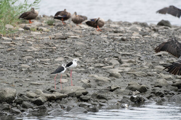Obraz premium Two black-winged stilts on tidal flats
